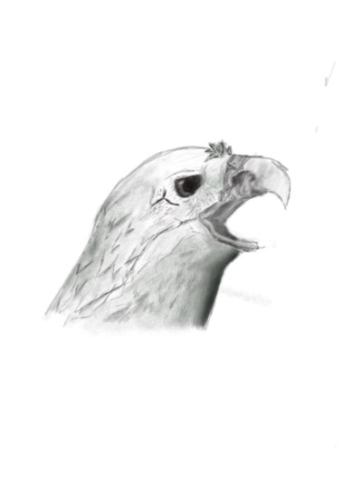 PigeonSketch.jpg